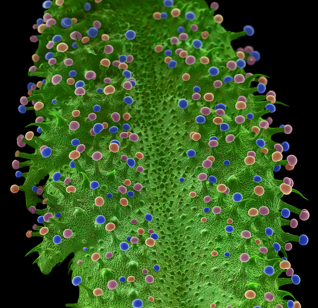 Trichomes on Marijuana, SEM