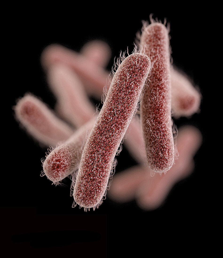 Drug-Resistant Shigella Bacteria, 3D Model