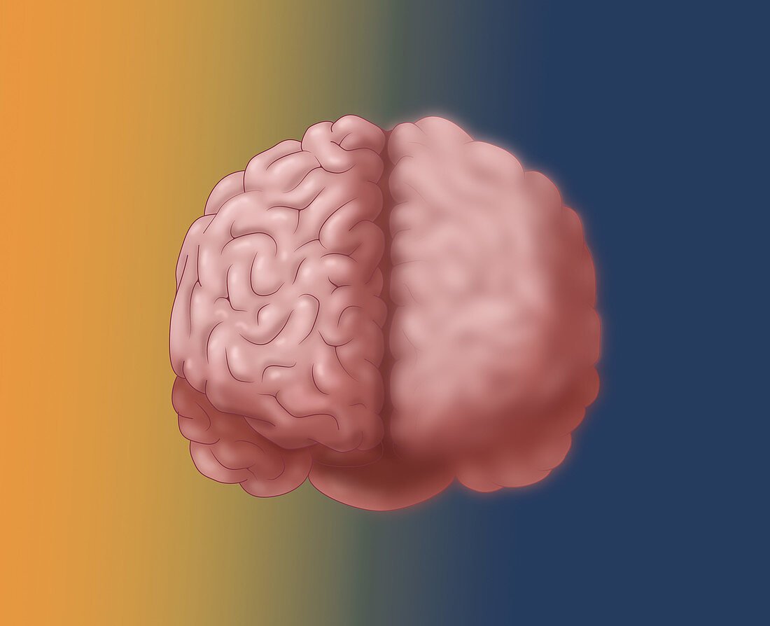 Brain, Frontal Vew, Conceptual