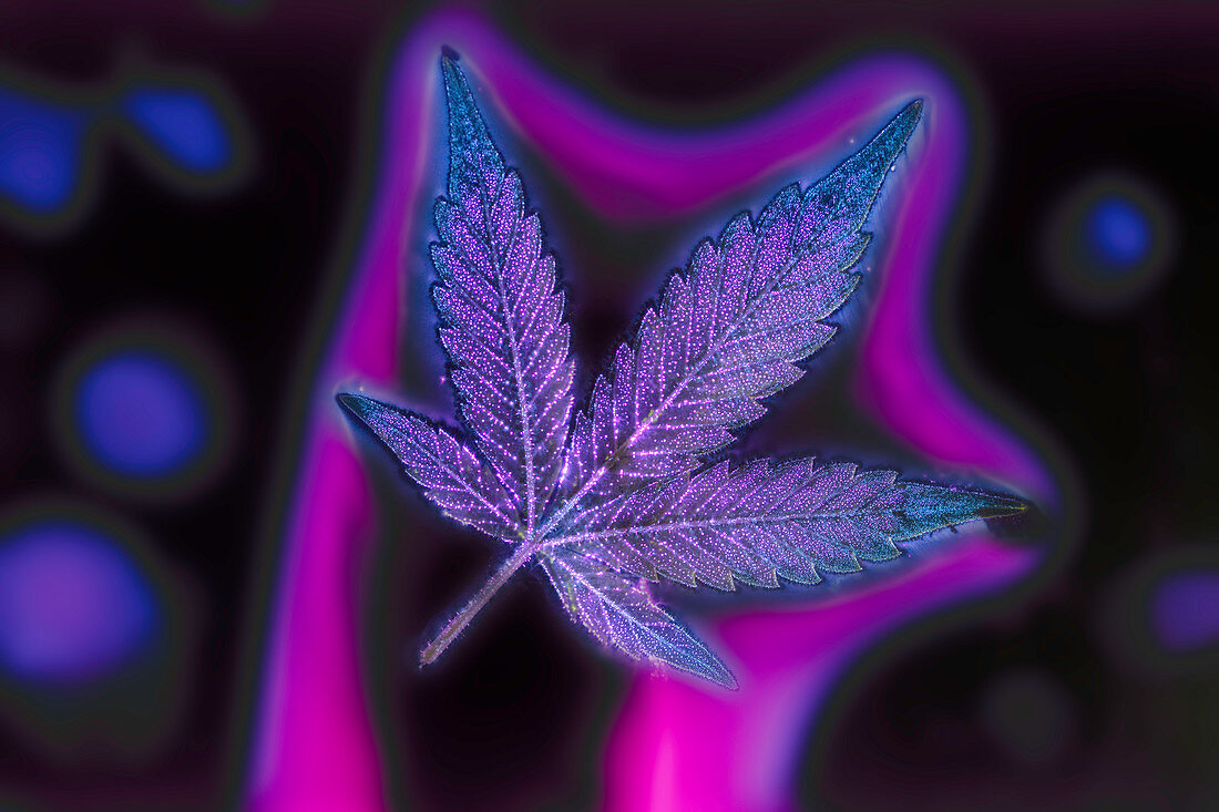 Corona Discharge of a Cannabis Leaf