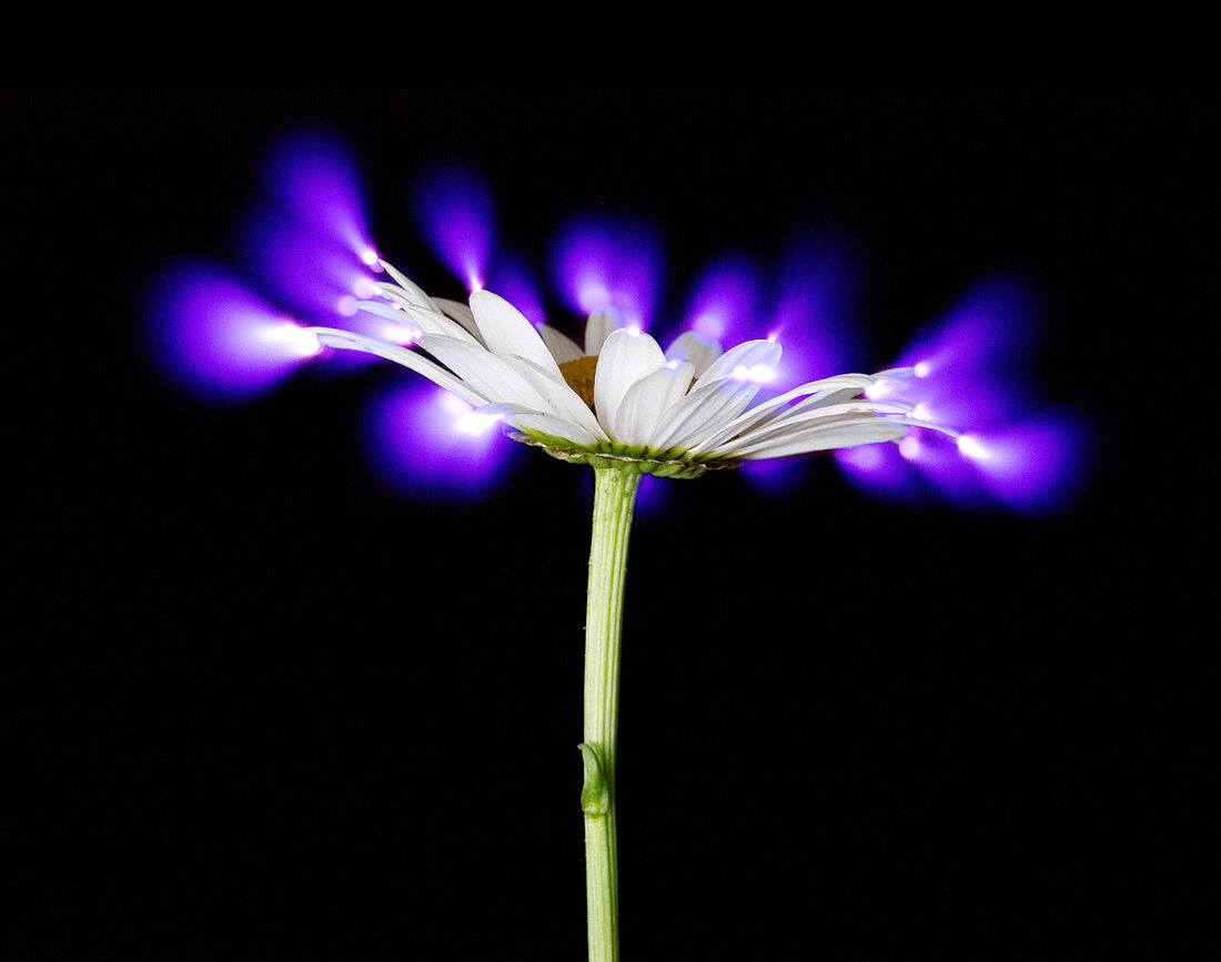Corona Discharge of a Daisy Flower