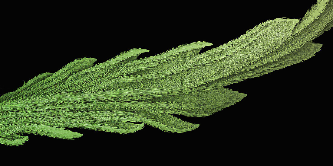 Cannabis Leaf SEM