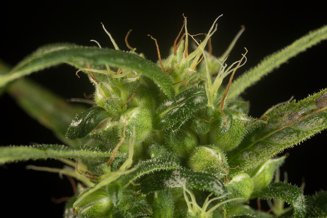 Marijuana Bud showing Seeds