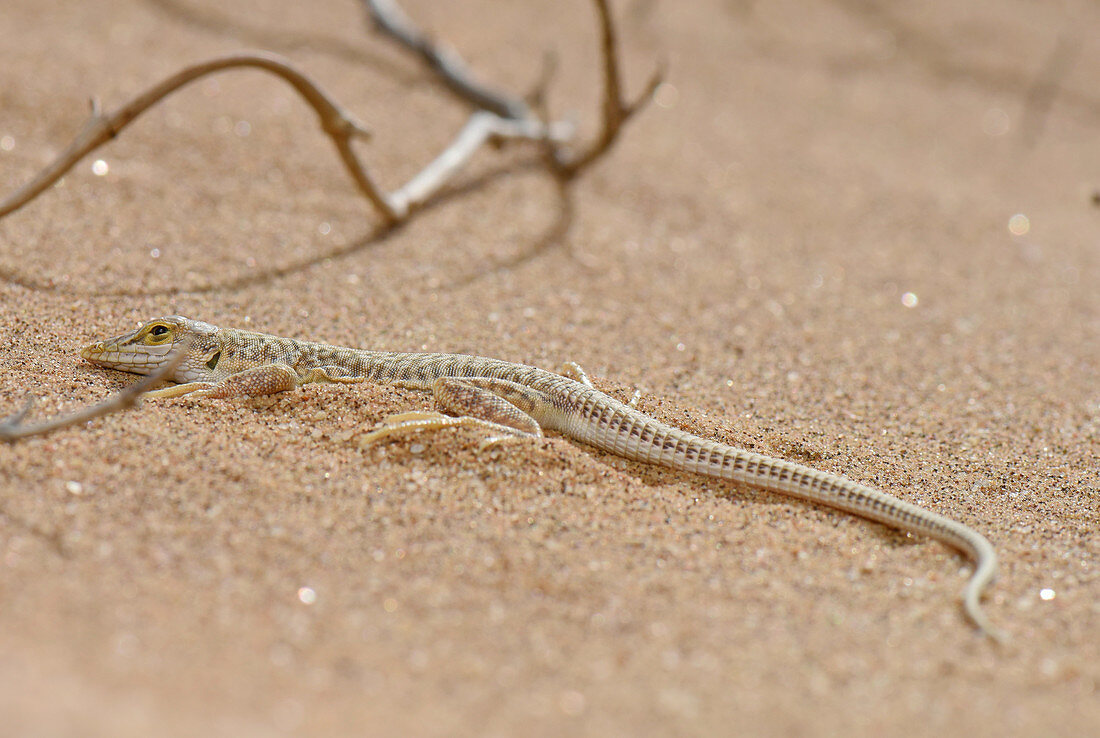 Wedge-Snouted Sand Lizard