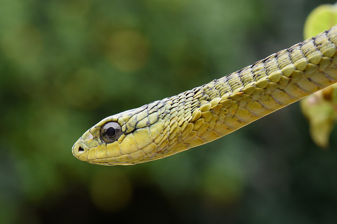 Boomslang Snake