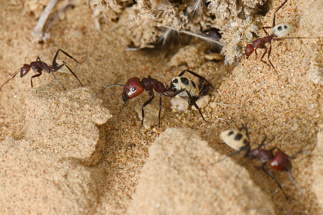 Namib Desert Dune Ant