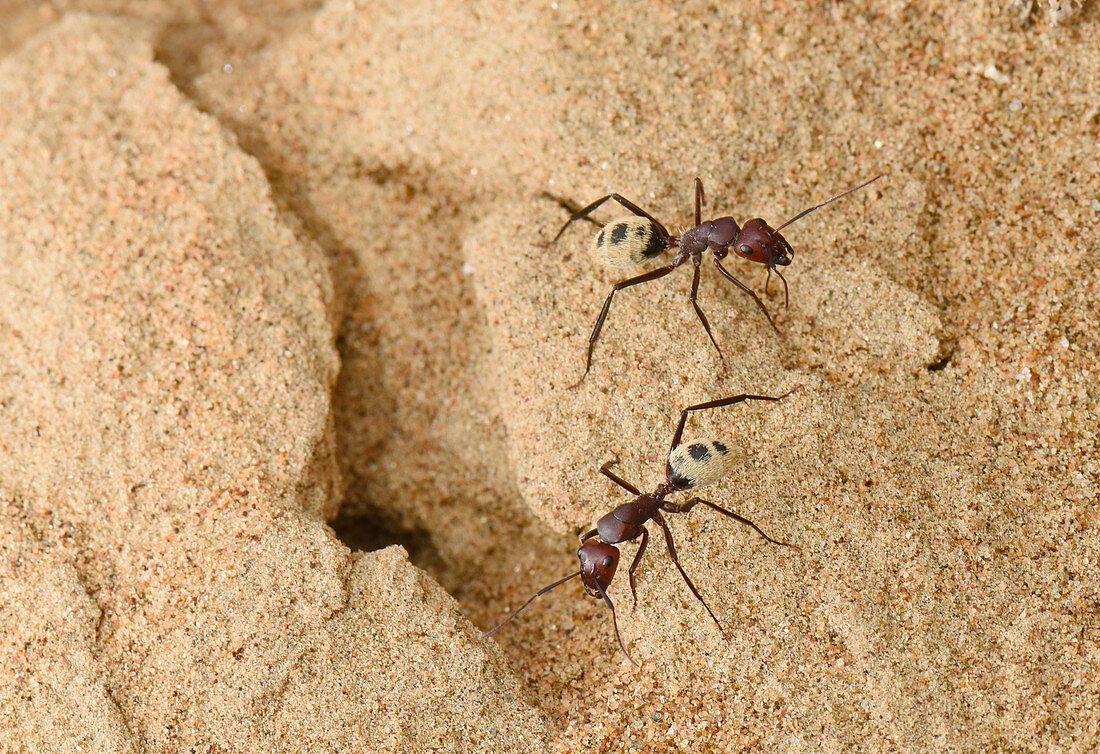 Namib Desert Dune Ant