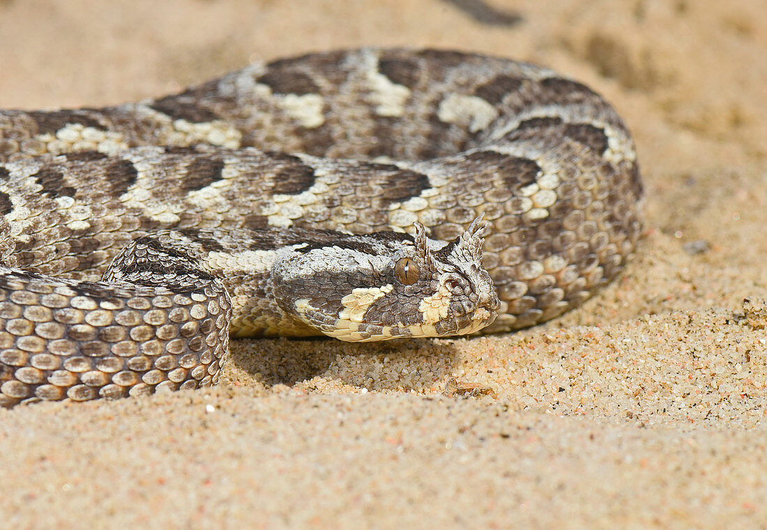 Many Horned Adder