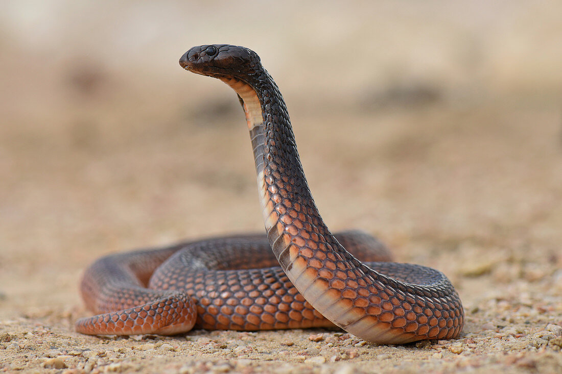 Shield-Nose Snake