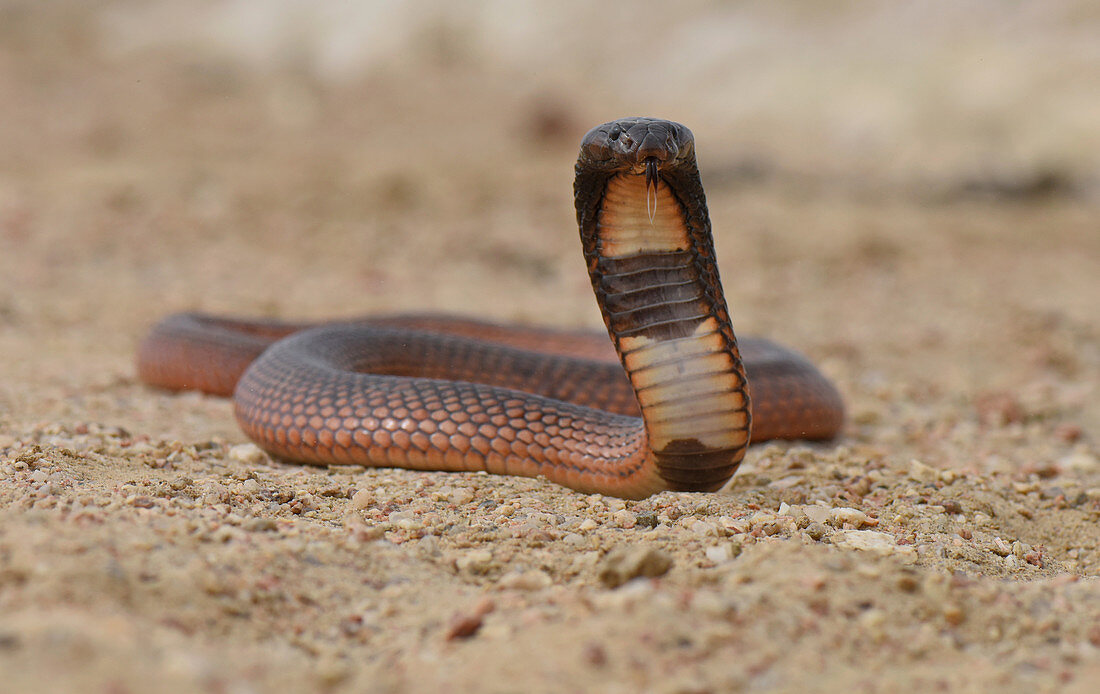 Shield-Nose Snake