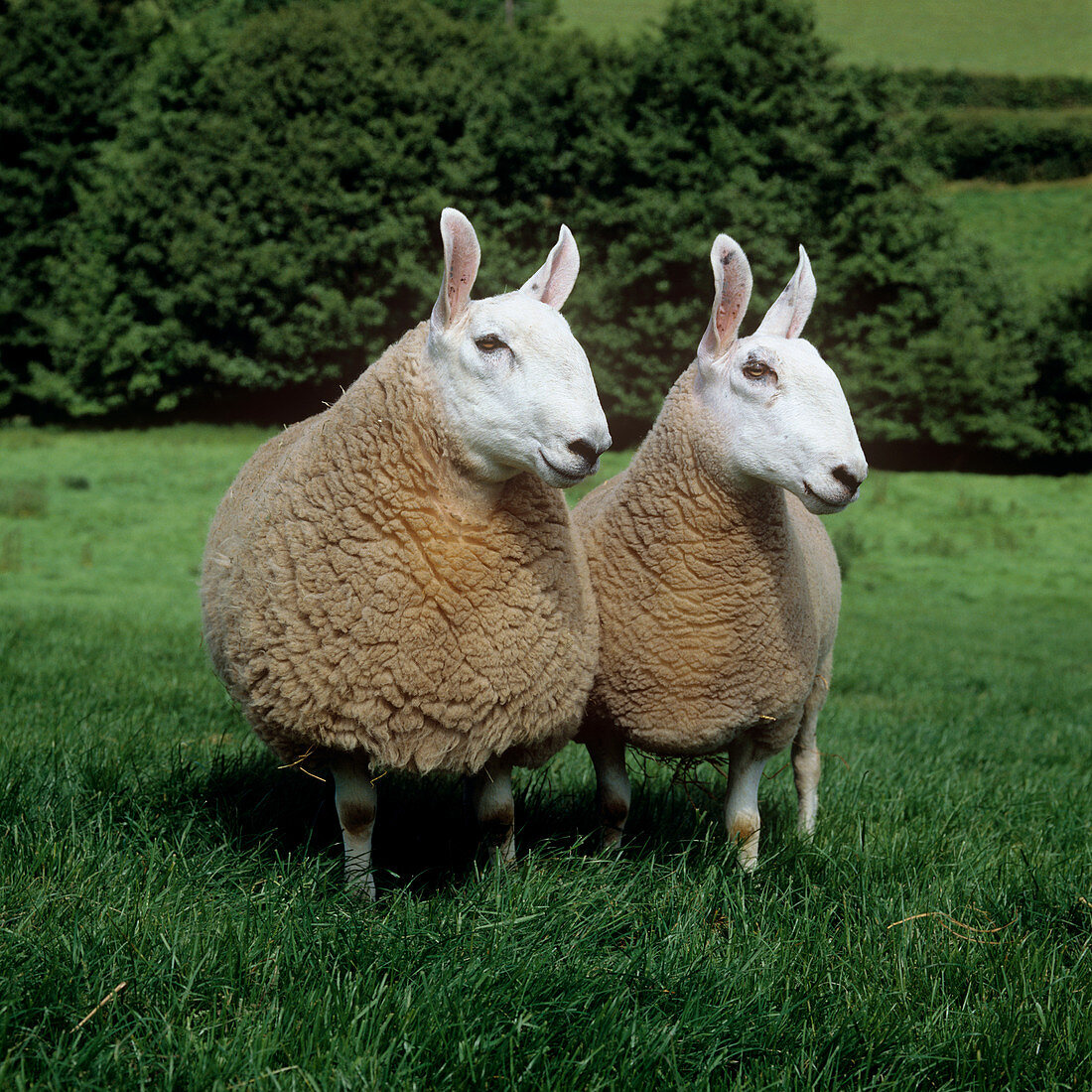 Border Leicester ewe & ram