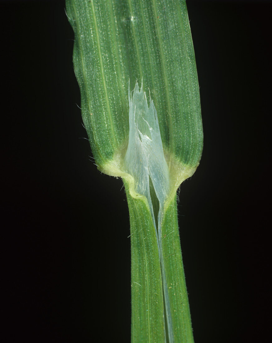 Sterile brome leaf ligule