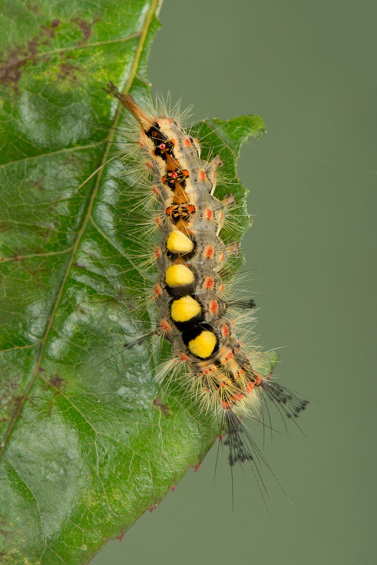 Vapourer moth caterpillar