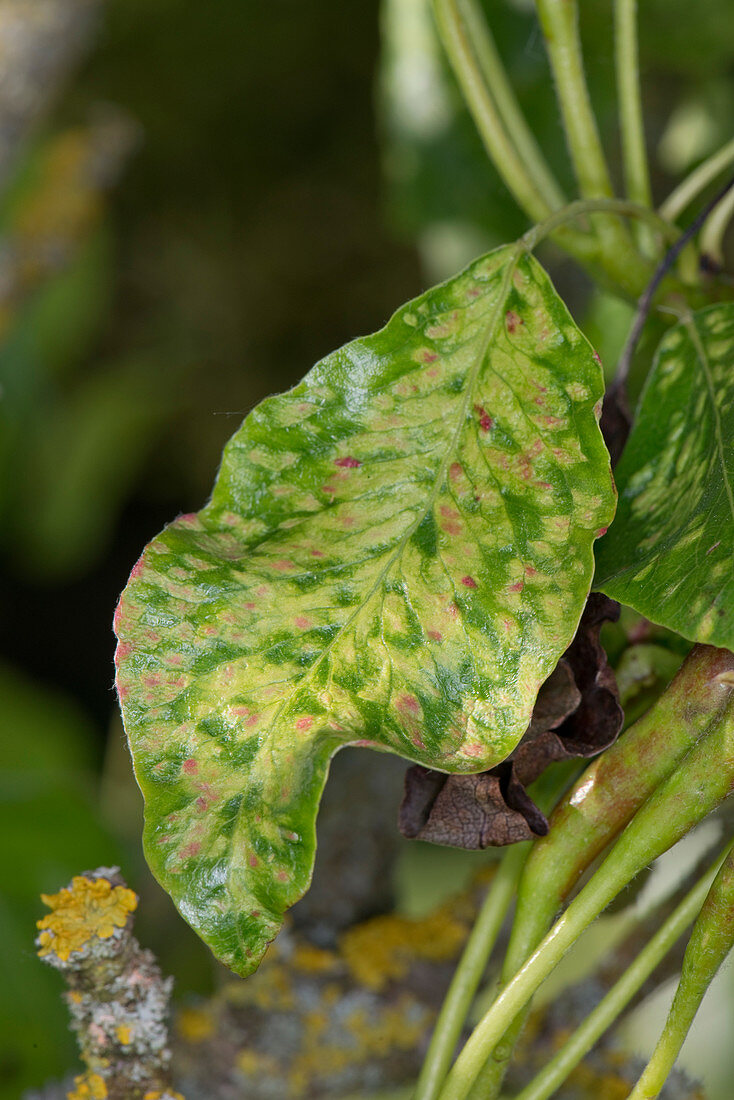 Pear leaf blister mite damage