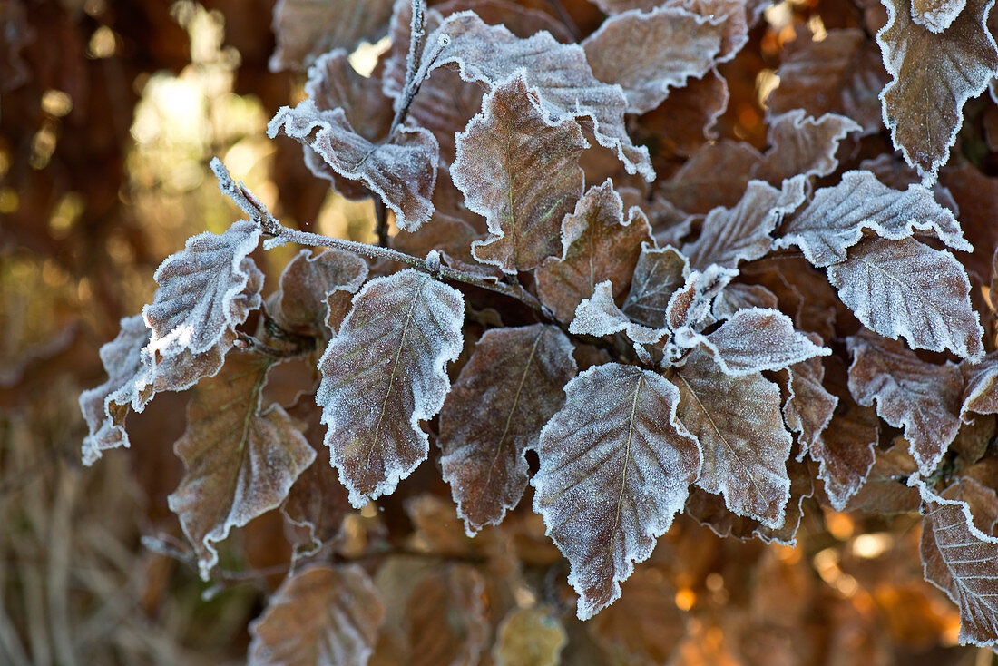 Frost on beech leaves