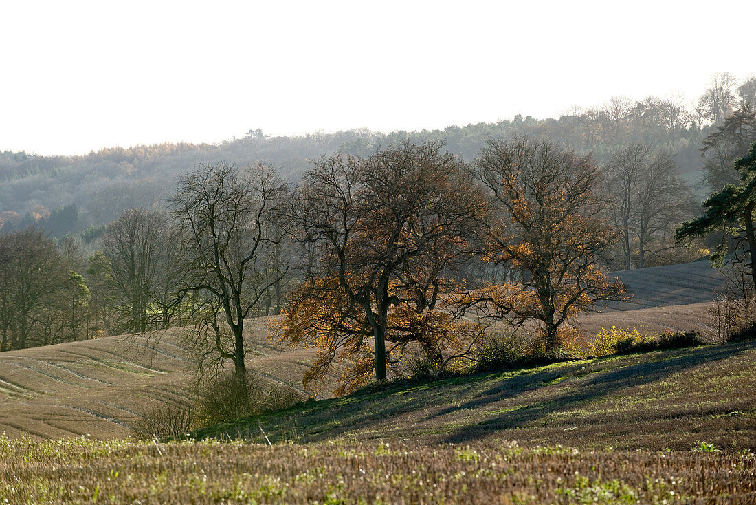 Stubble fields & autumn oaks