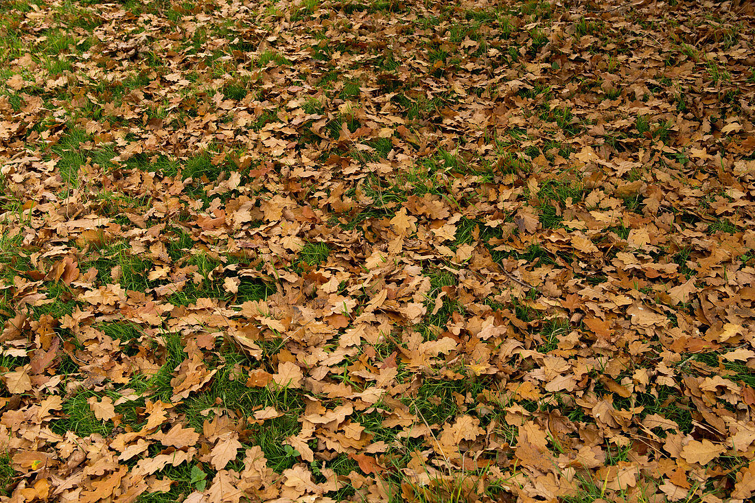 Fallen oak leaves