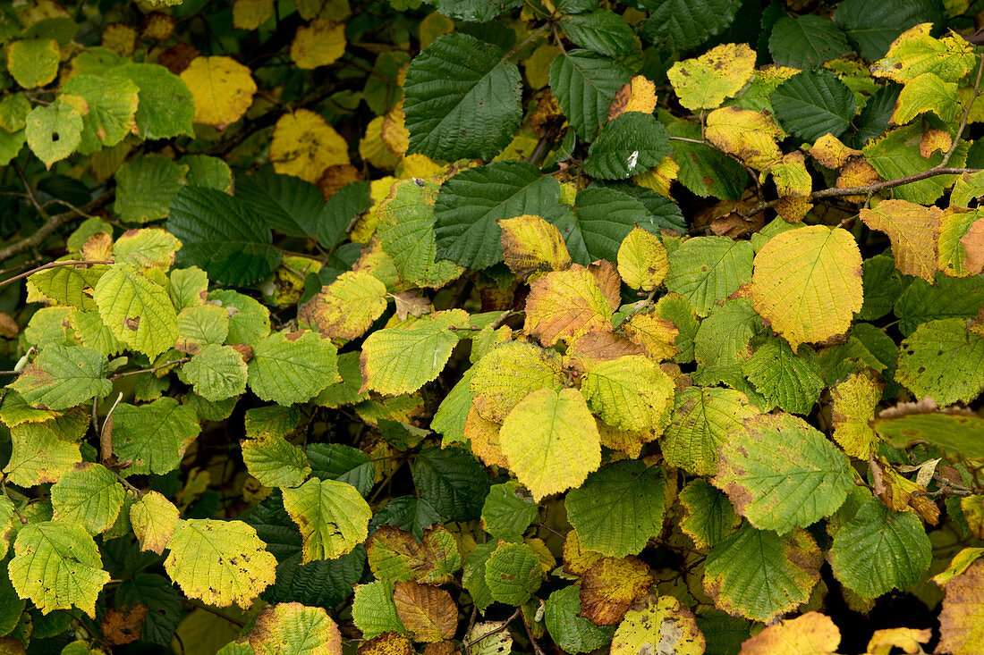 Hazel leaves in autumn