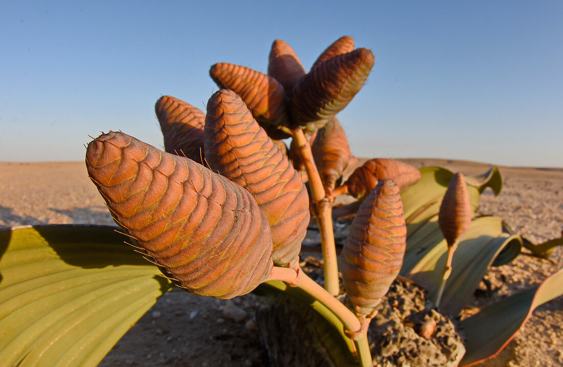 Welwitschia mirabilis in the Namib Desert