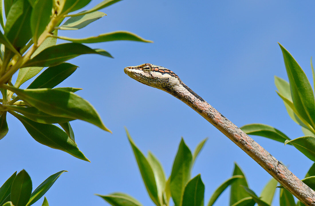 Twig Snake