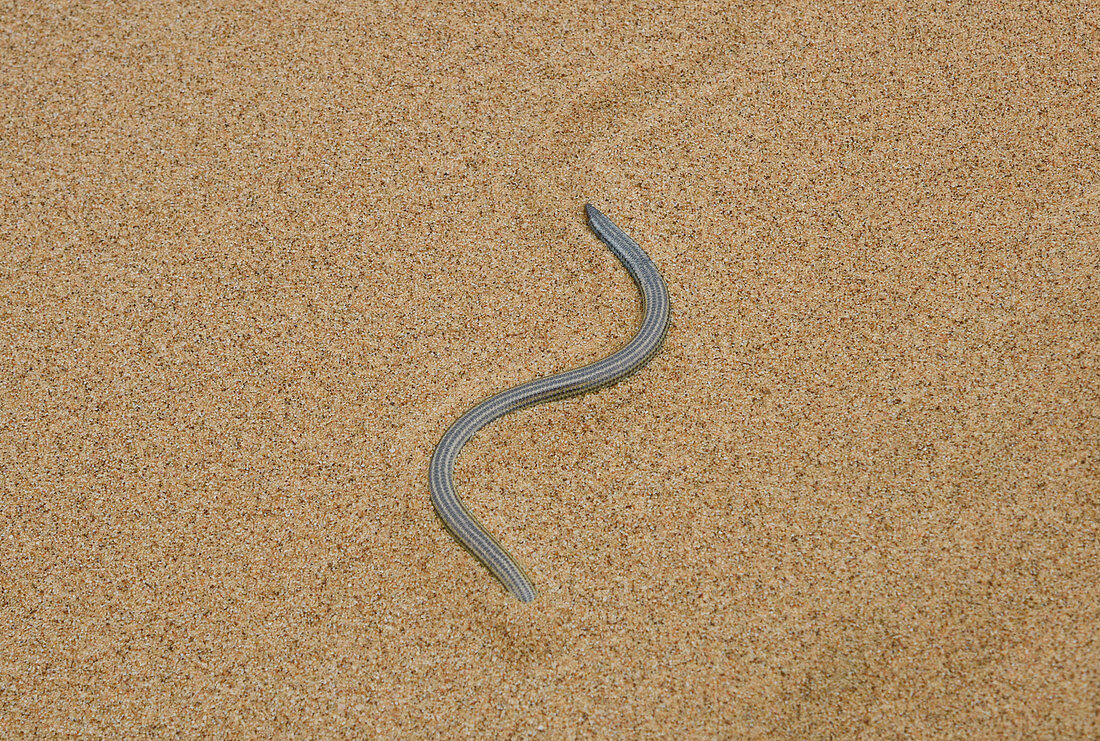 FitzSimons' Burrowing Skink