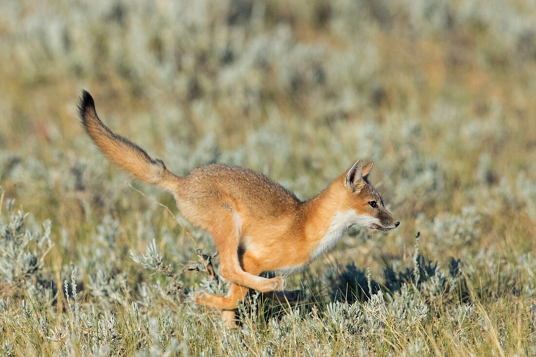 Swift Fox Juvenile Running