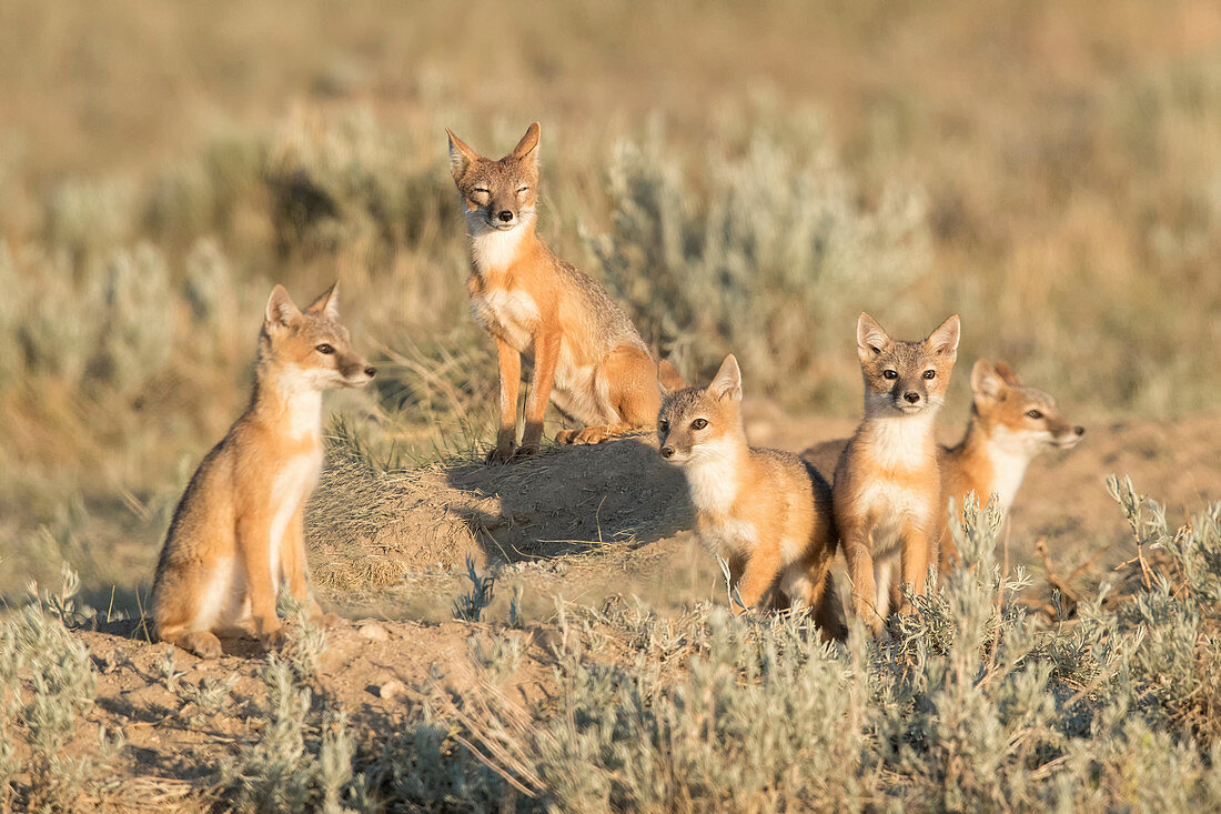 Swift fox in short grass and grazing land