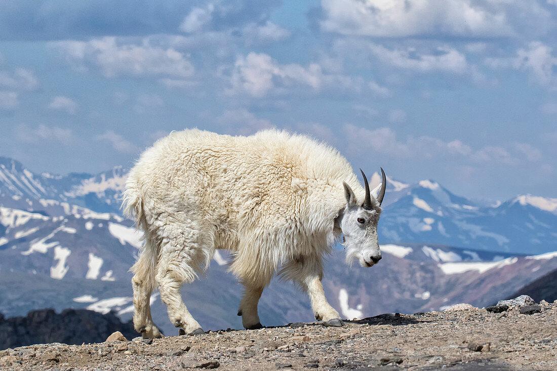 Mountain Goat