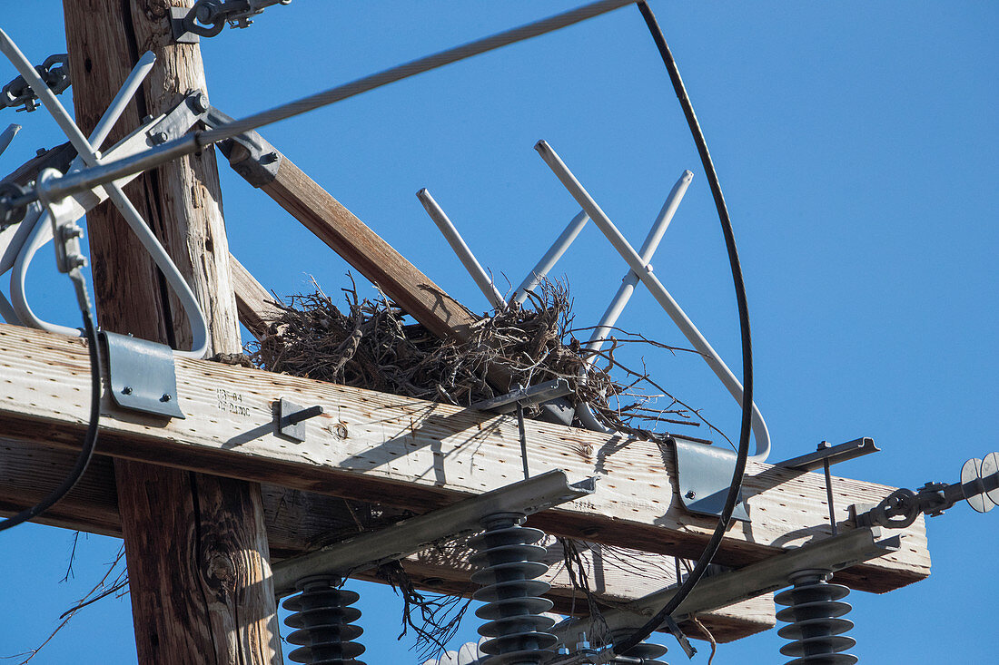 Crossbars to repel raptors from power poles