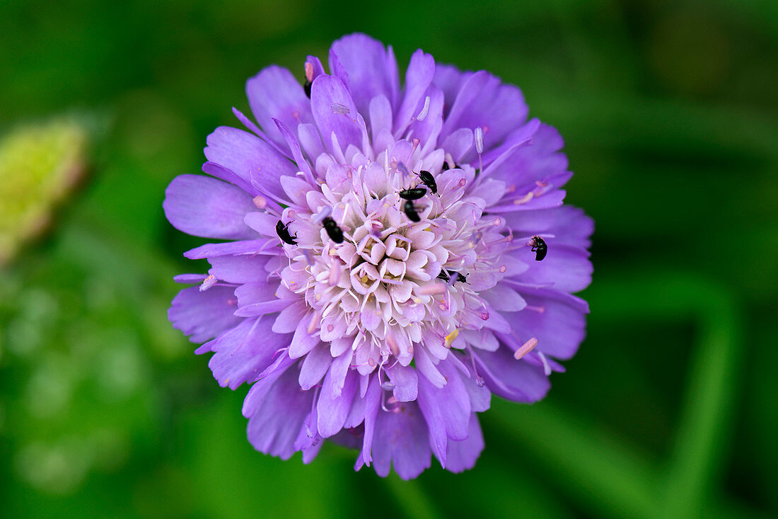 Field scabious flower