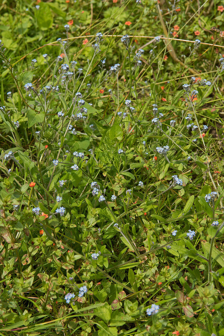 Forget-me-not flowering