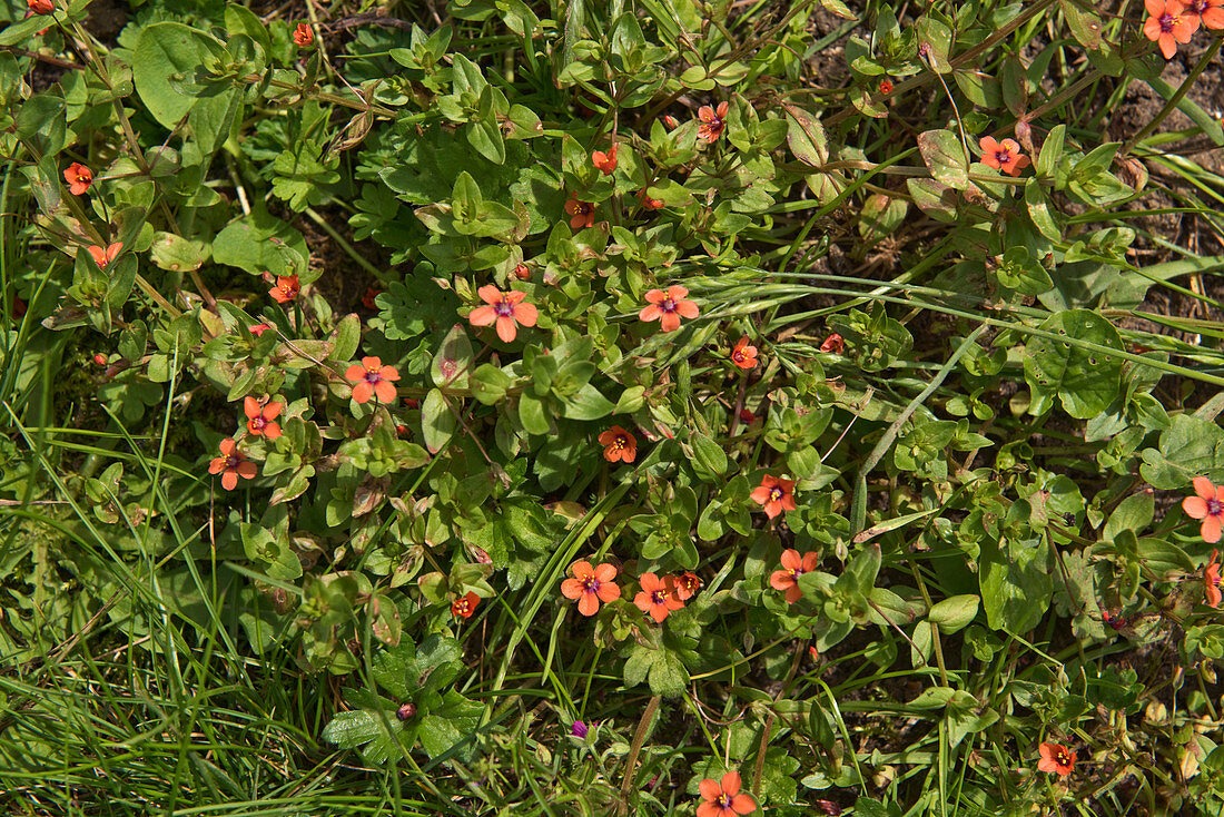 Scarlet pimpernel flowers