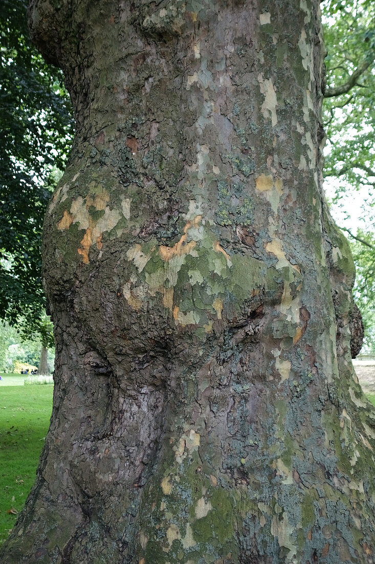 London plane tree trunk