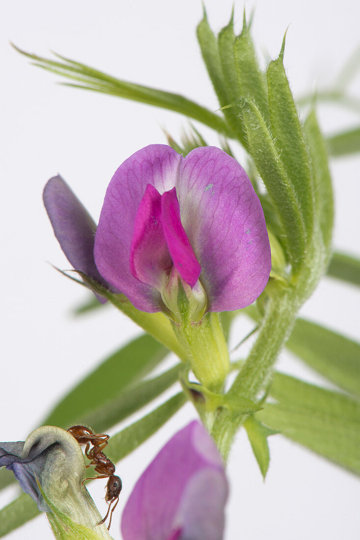 Common vetch & red ant