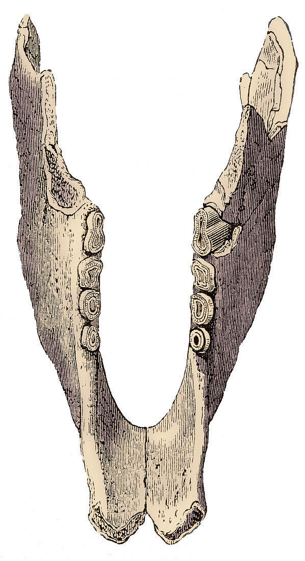 Mylodon Jaw, Illustration