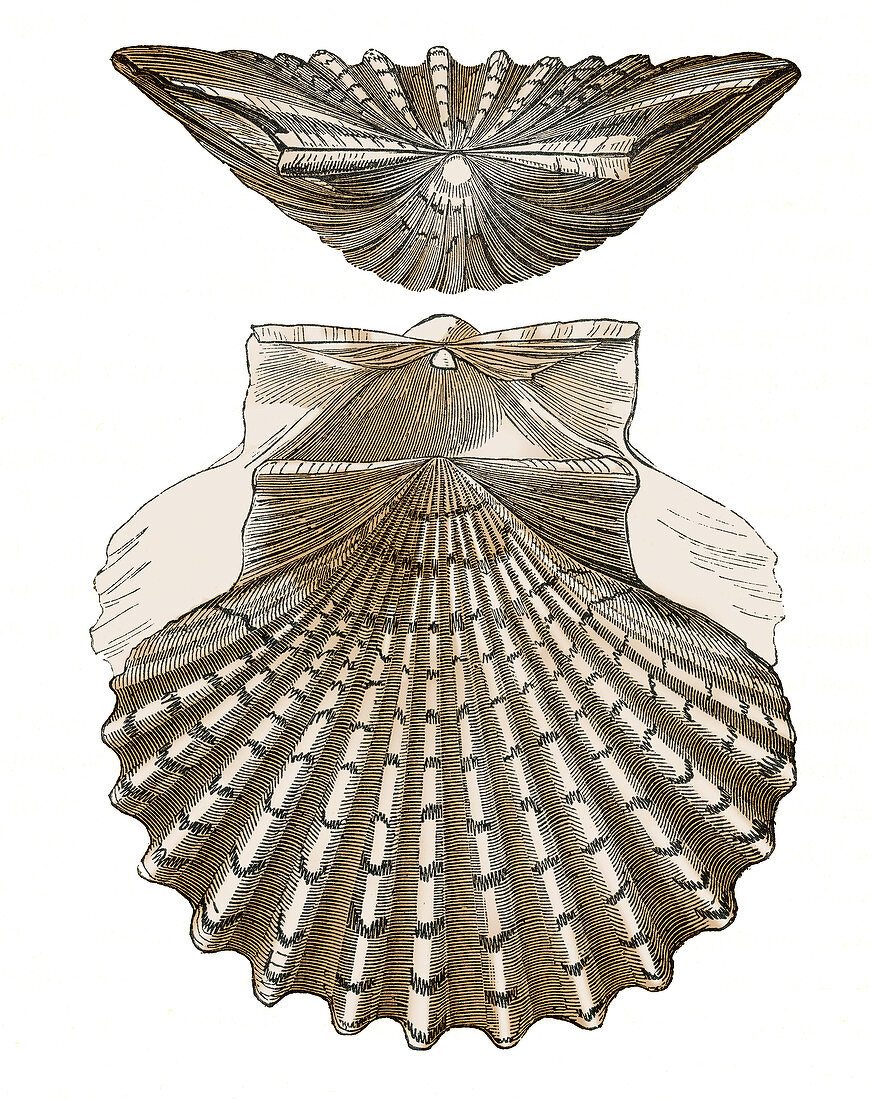 Scallop Shell, Illustration