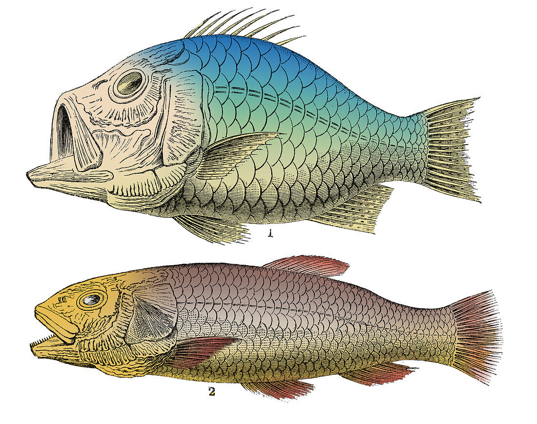 Cretaceous Fishes, Illustration