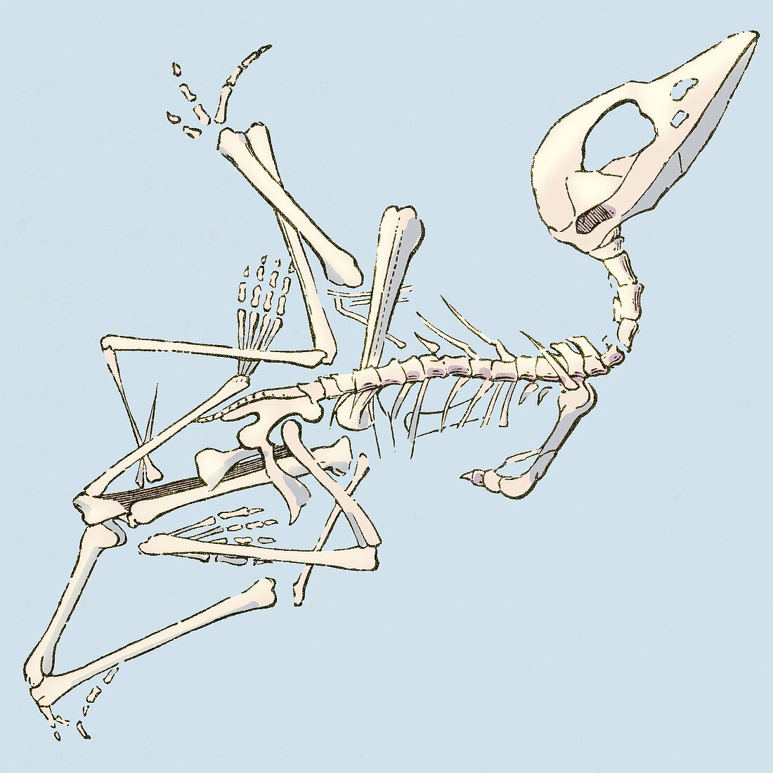 Pterodactyl Fossil, Illustration