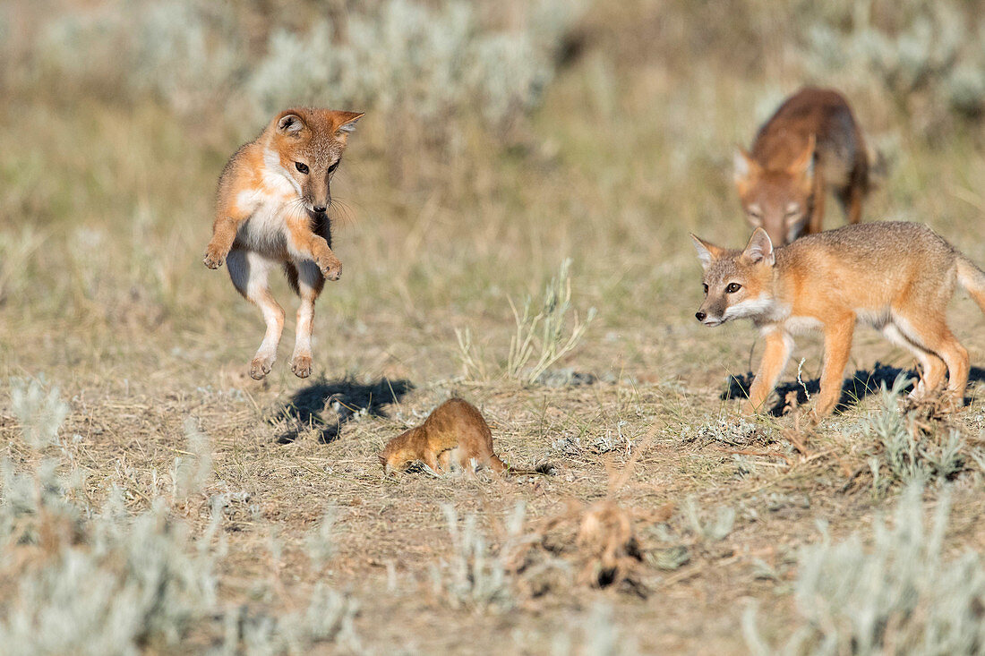 Swift Foxes learning to hunt