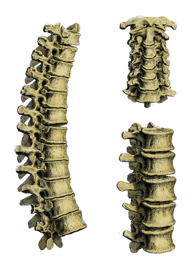 William Cheselden, Osteographia, 1733