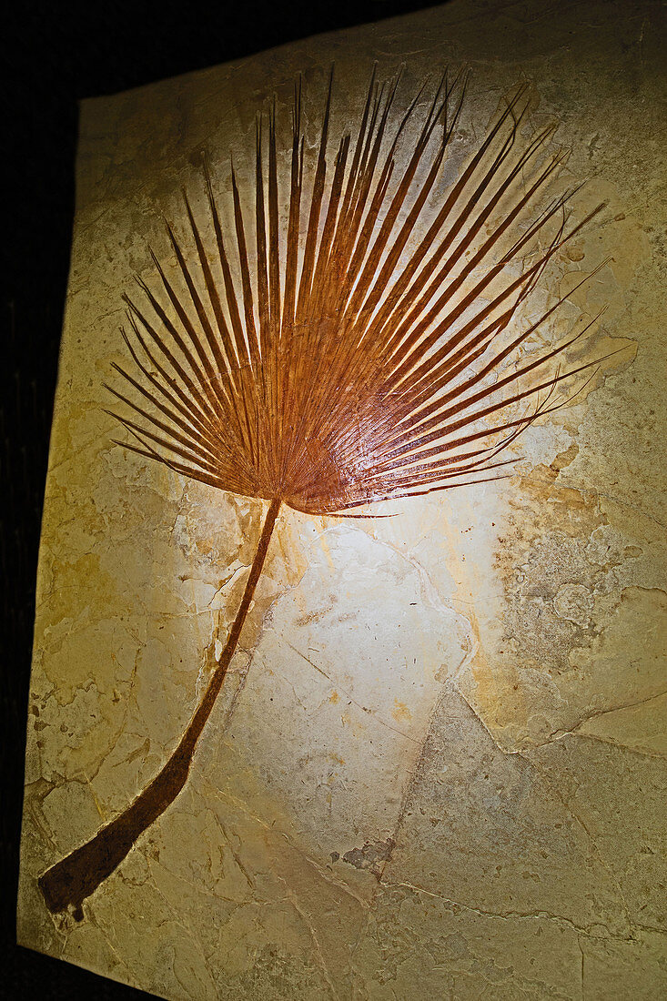 Palm Tree Frond Fossil