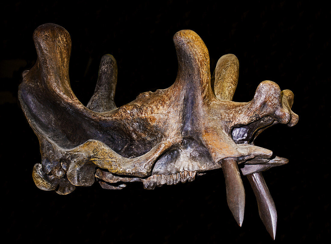 Uintatherium Anceps Skull