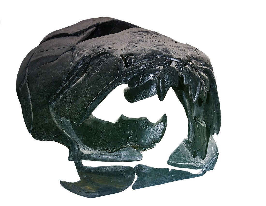 Dunkleosteus Terrelli Skull