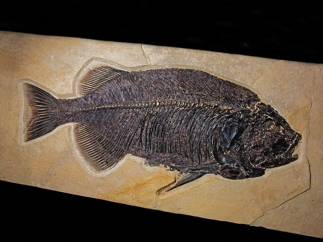 Phareodus Encaustus Fish