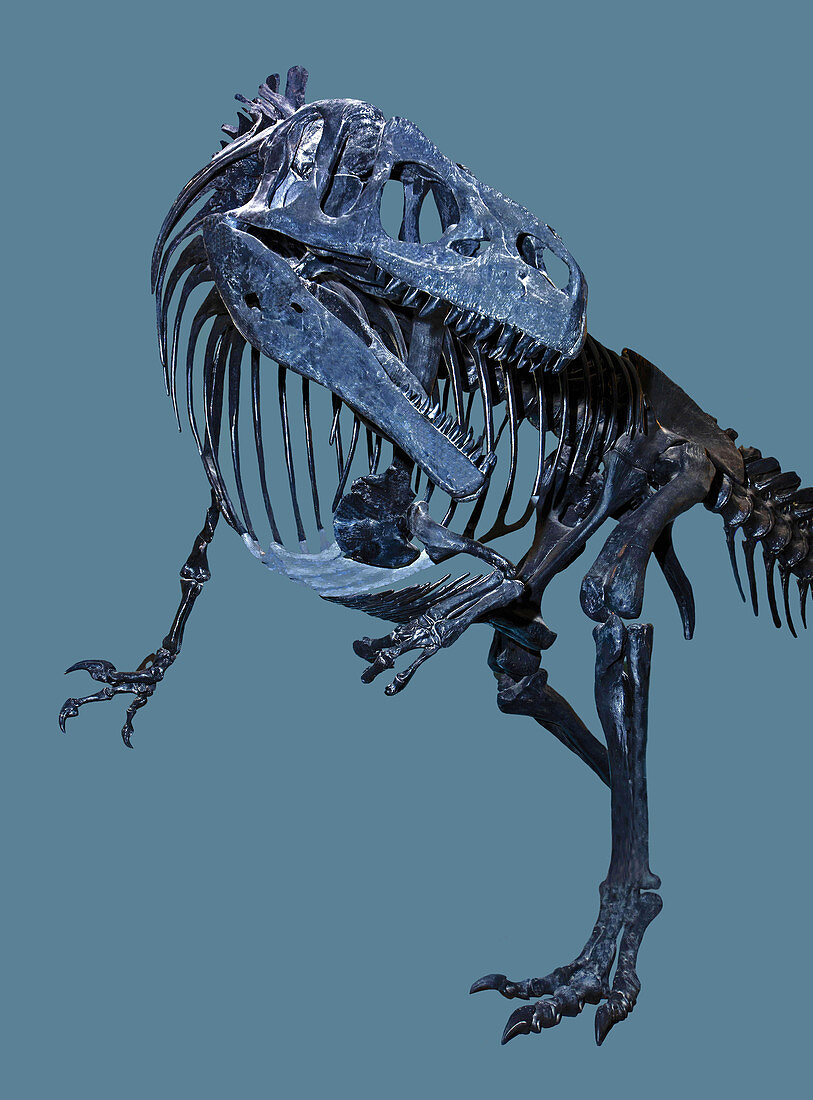 Allosaurus fragilis
