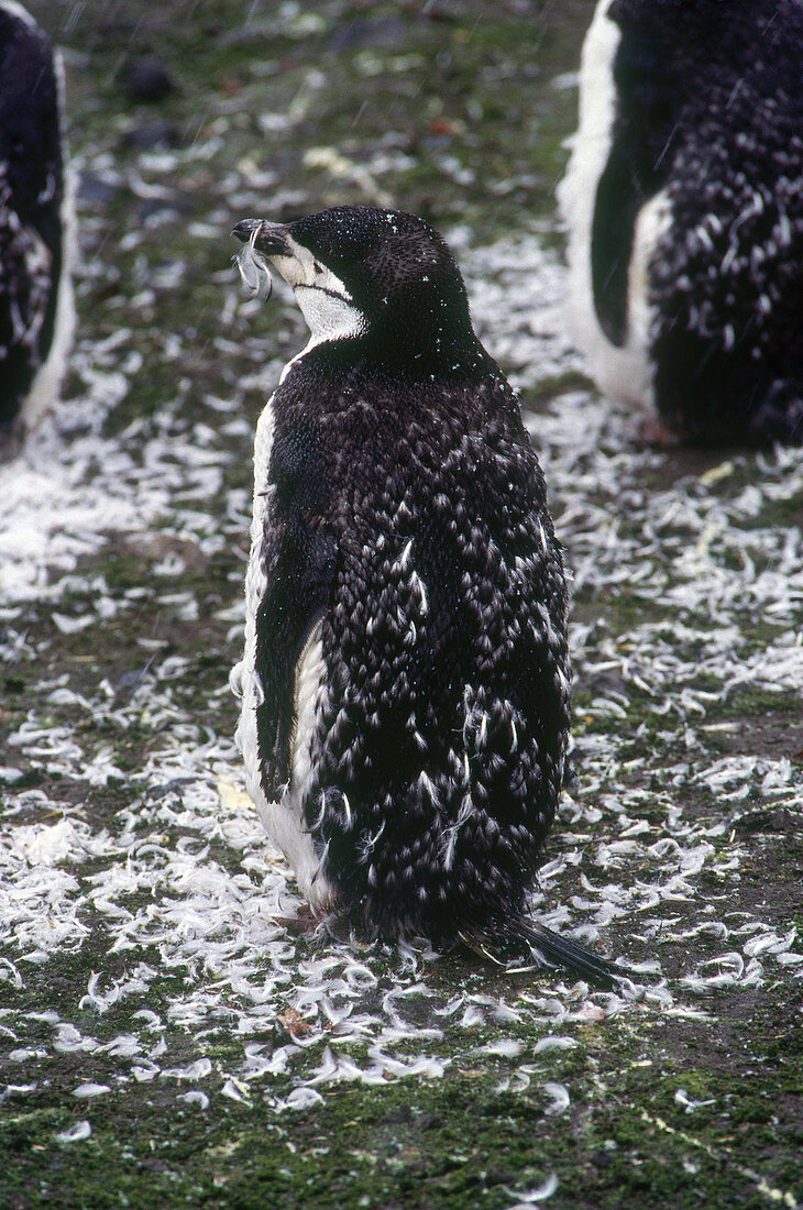 Moulting Penguin