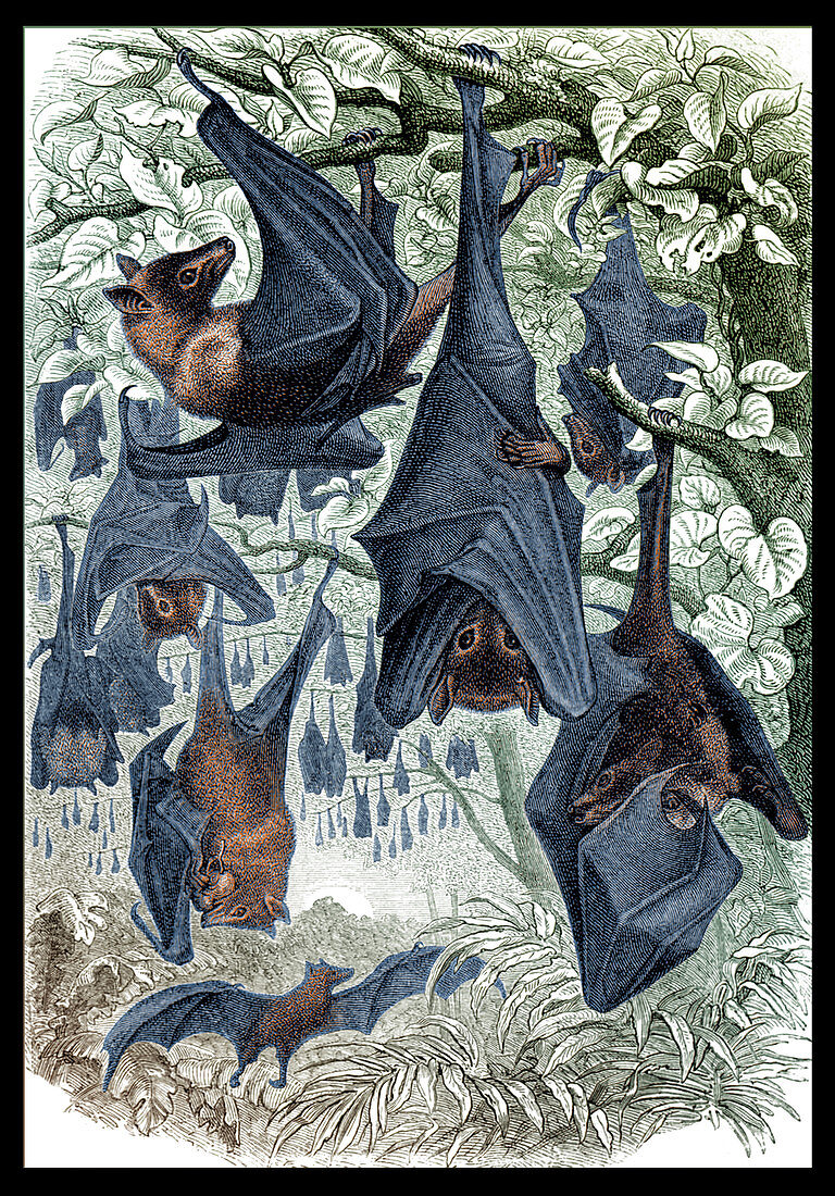 Flying Foxes, Illustration