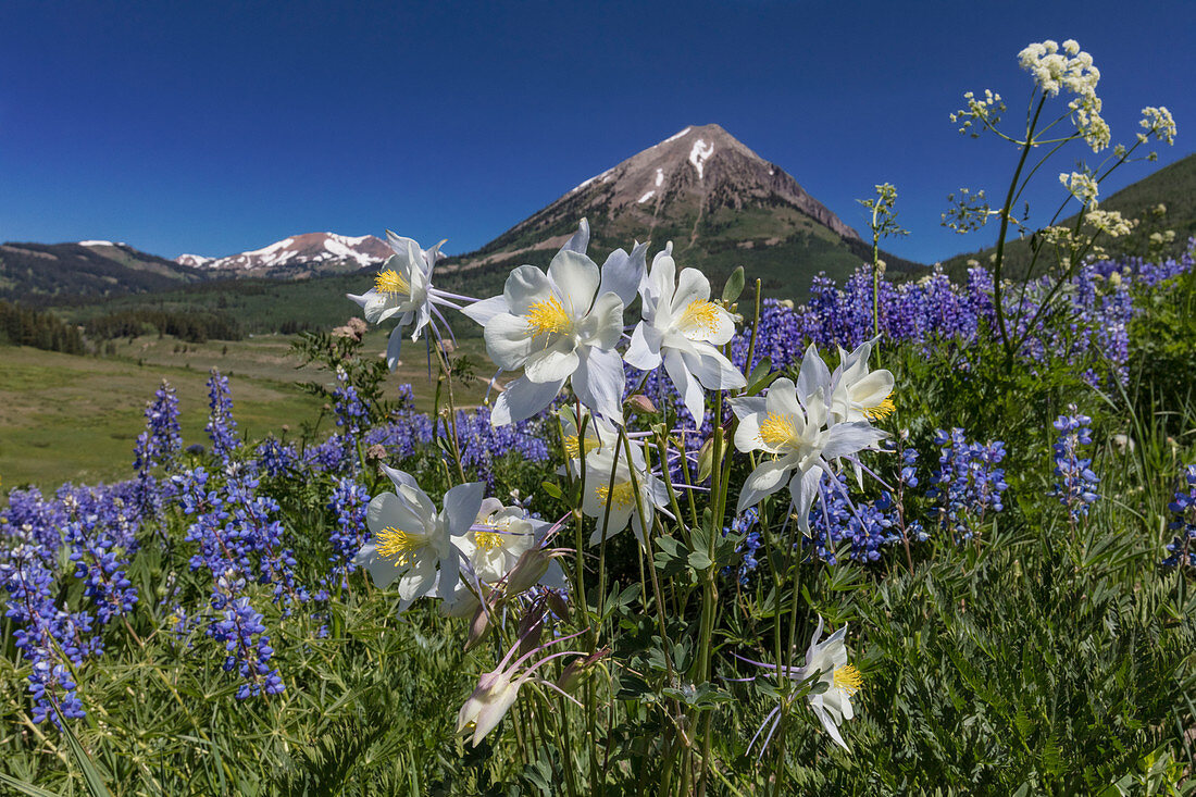 Lupine and Columbine in Meadow