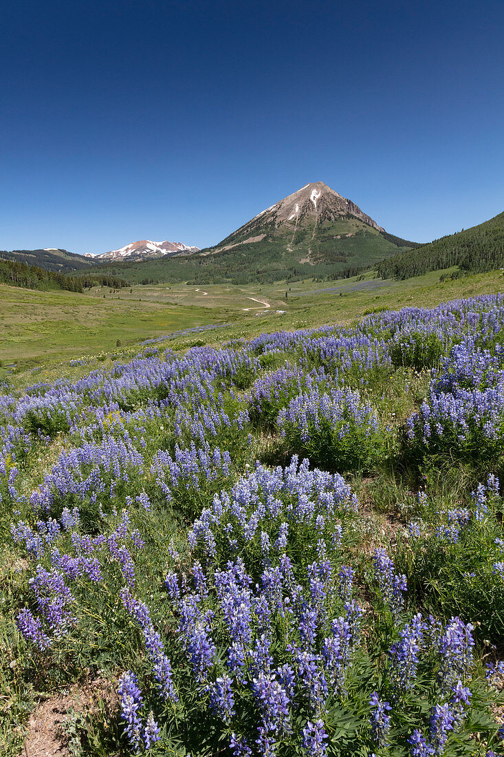 Mountain Meadow with Lupines