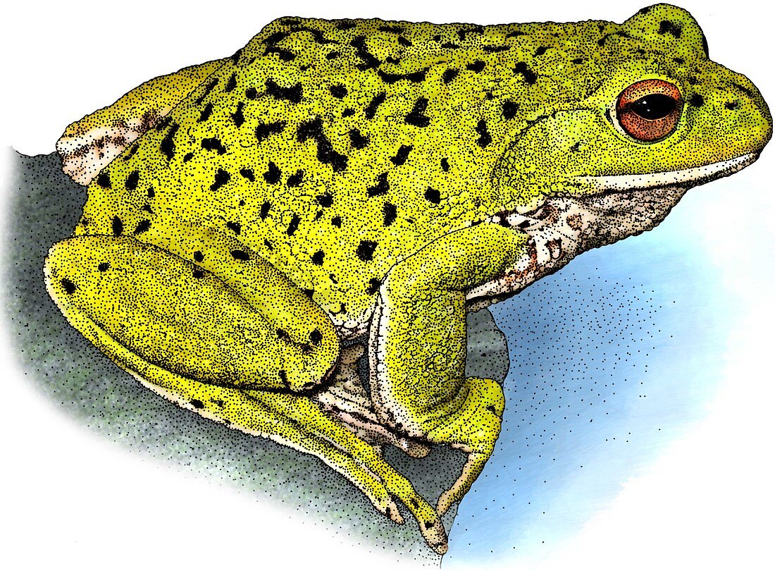 Forest Green Tree Frog